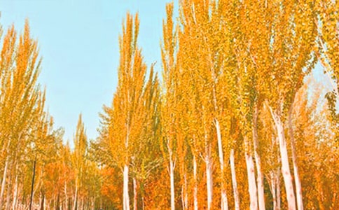 ����ѡ�����������300��3ƪ