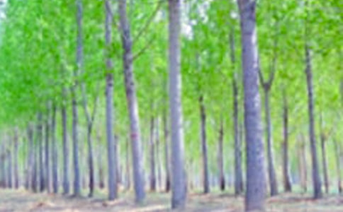 【热门】白杨作文300字3篇