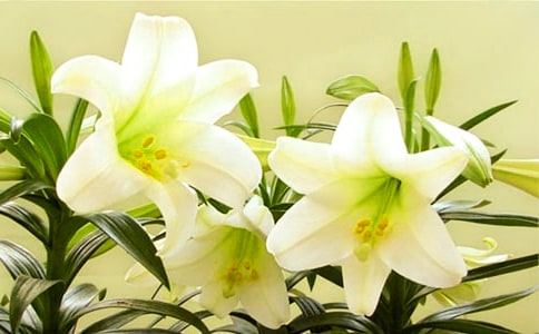 描写百合花的作文范文(精选4篇)