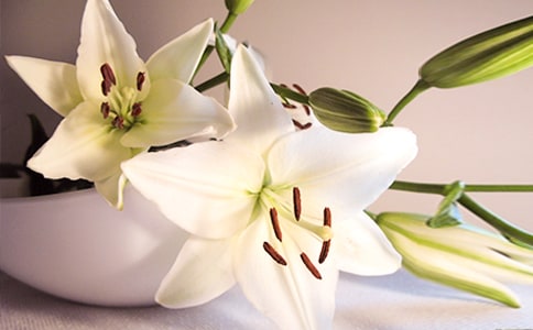 �������ϵİٺϻ�������л���[15ƪ]