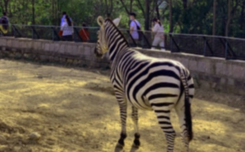 �����߳�������