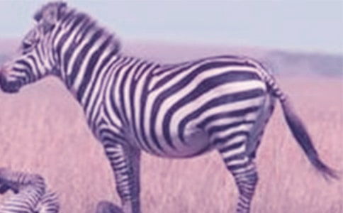 ����Сѧ�����ģ�ͨ��34ƪ��