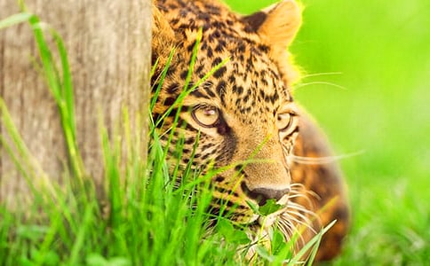 ��������500��4ƪ