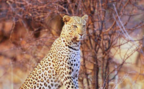 ��ѡ��������500����ƪ