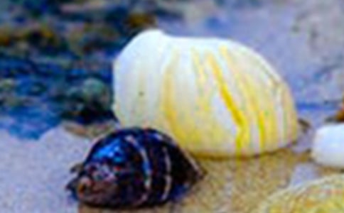 ��ѡ��������300��10ƪ