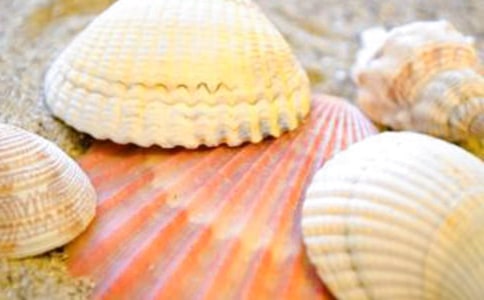 贝壳作文300字10篇