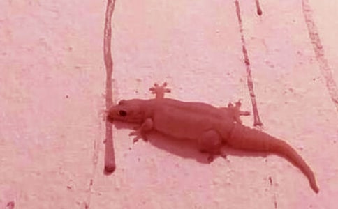 【热门】壁虎作文500字四篇