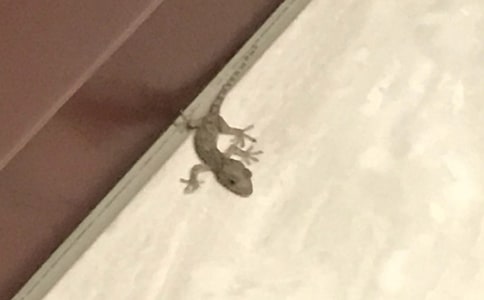 ��ѡ�ڻ�����ʾ����300��4ƪ