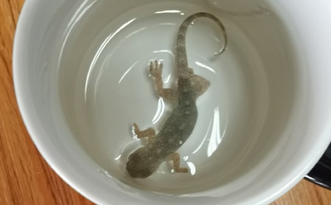 有关壁虎作文500字合集7篇