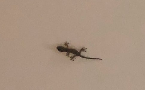 ���ڱڻ�����500�ֽ���7ƪ