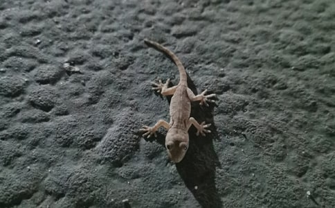 壁虎作文500字5篇