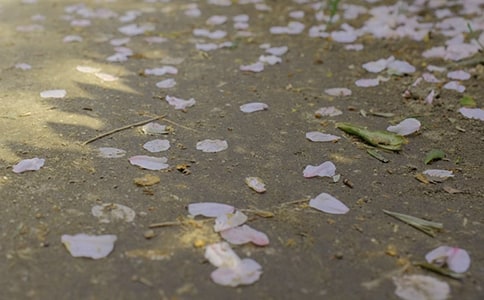 ����Сѧ����10ƪ