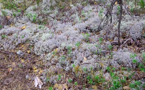 ���ڱ�������300����ƪ