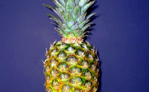 菠萝作文600字合集8篇