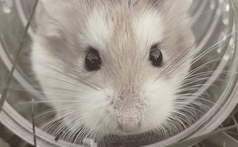 ���Ƽ���С�������꼶����3ƪ