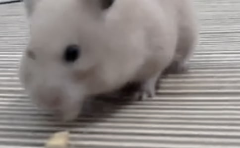 �Ҽҵ�С����Сѧ����