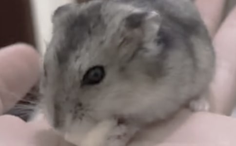 ��ѡ�ɰ���С��������500����ƪ