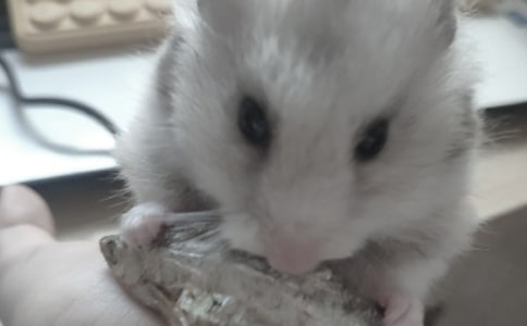 ��ѡ�ɰ���С��������500��3ƪ