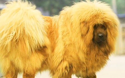 关于藏獒作文300字三篇