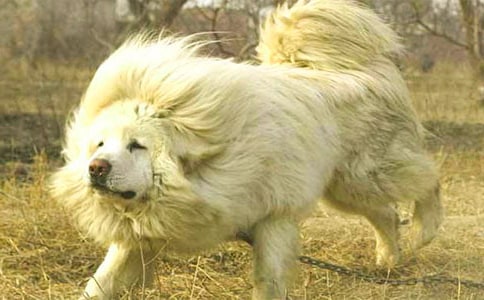 ��������300��4ƪ