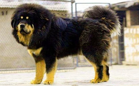 ��������300��6ƪ