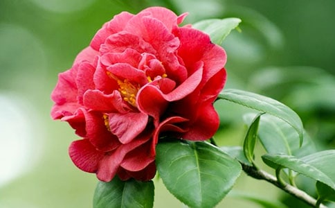 �軨����600��ͨ�ã�4ƪ��