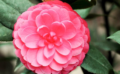 茶花作文300字三篇