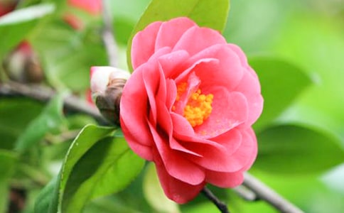 �軨���꼶����300��8ƪ