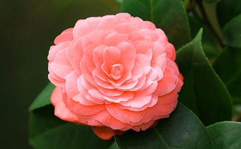 ����ѡ���軨����400����ƪ