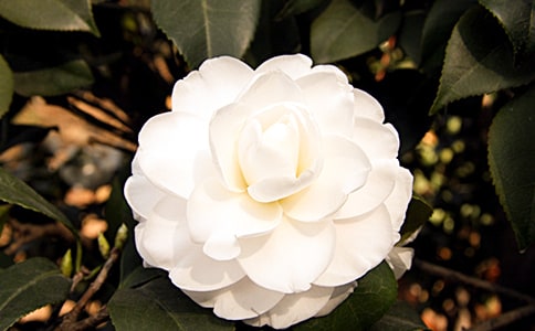 �軨Сѧ���꼶���ģ�ͨ��10ƪ��