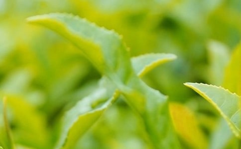 ��Ҷ����500�ֽ���(5ƪ)