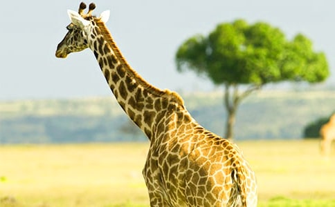 ����¹���꼶����