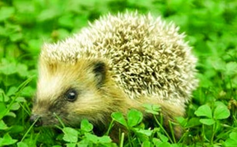 �������300����ƪ