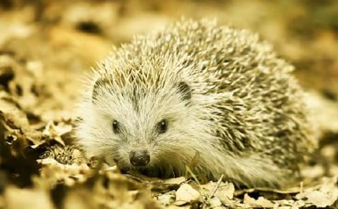 ��⬵Ĺ�������600��3ƪ