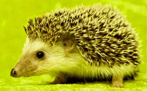 ��ʵ�á���⬵�����300��3ƪ