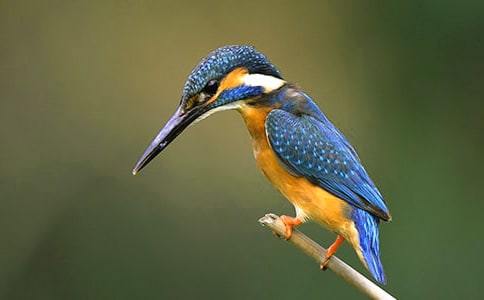 ��������300��8ƪ