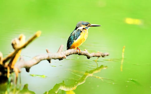 实用的翠鸟作文300字4篇