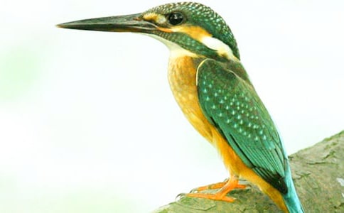 ����Сѧ����6ƪ