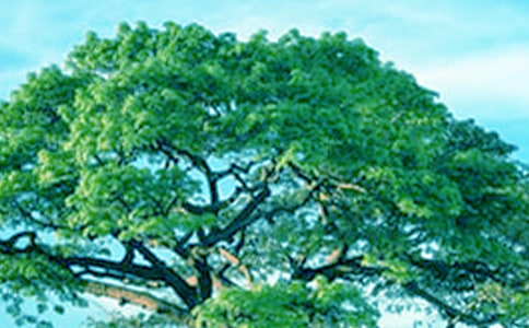 ����ѡ������������300�ֺϼ���ƪ