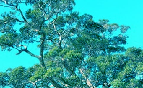 ʵ�õĴ���������600��8ƪ