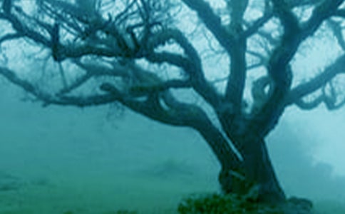 Χ�ƴ��������꼶��������