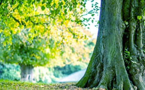 家门前的大树初三作文