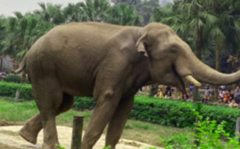 大象的作文300字9篇