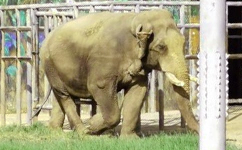 ������������԰������ƪ