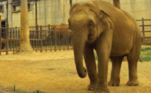 ���ڴ���԰������ƪ