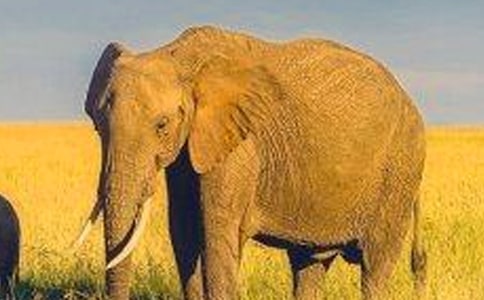 ���Ƽ�������԰����4ƪ