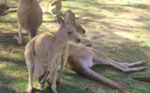 ��������300����ƪ