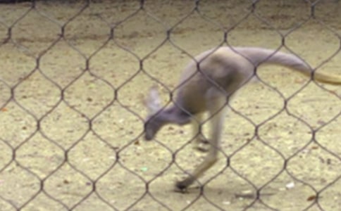 ��������300��