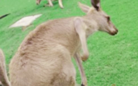 ��������Ĵ���350������