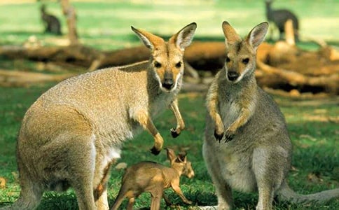 【精品】袋鼠作文300字6篇